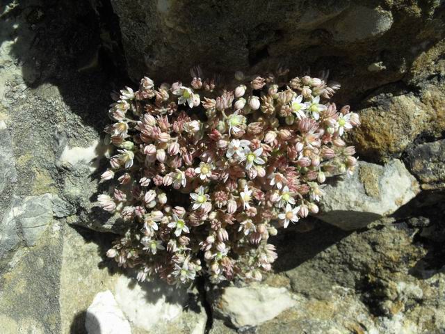 Sedum dasyphyllum